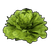 Lettuce